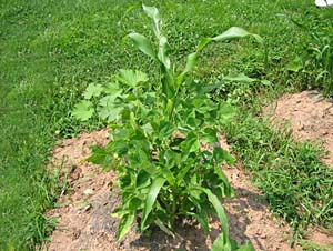 Carn and Green Beans